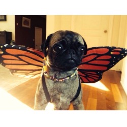 hiswhoresmaster:  thepositiveimpact:  awwww-cute:  My pug has become a beautiful puggerfly  PUGGERFLY  Haha 