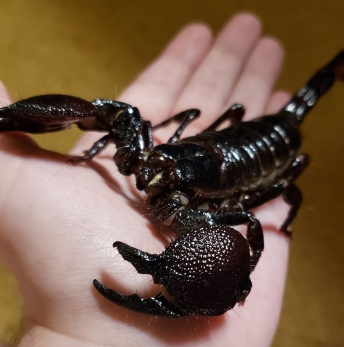 onenicebugperday:@jackthevulture submitted: My P. imperator (Emperor scorpion), Pepper! I adore her.