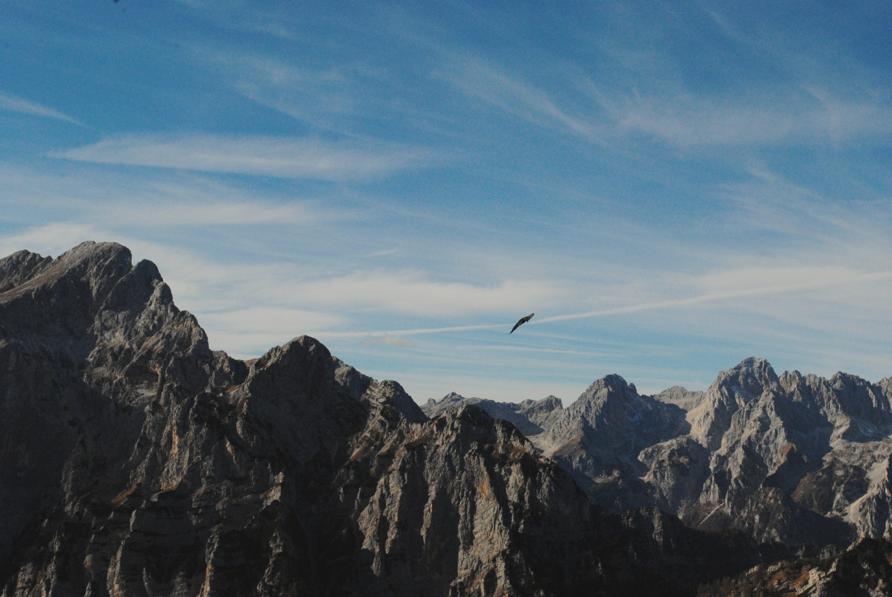eartheld:  trianglesaremyfav:  Weekend spent in a cabin.   mostly nature 