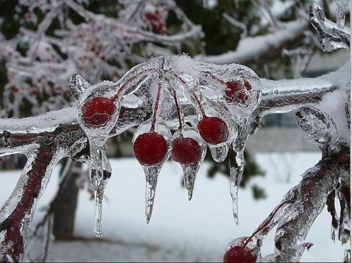 behind-the-musgo: Frozen cherry