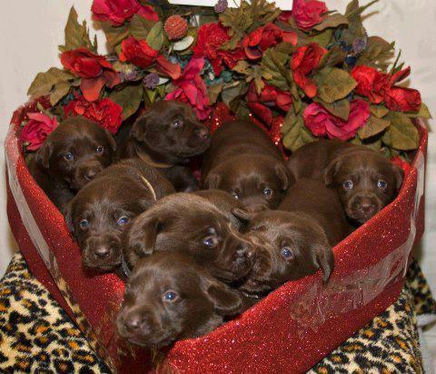 awwww-cute:  The only box of chocolates I want for Valentine’s Day