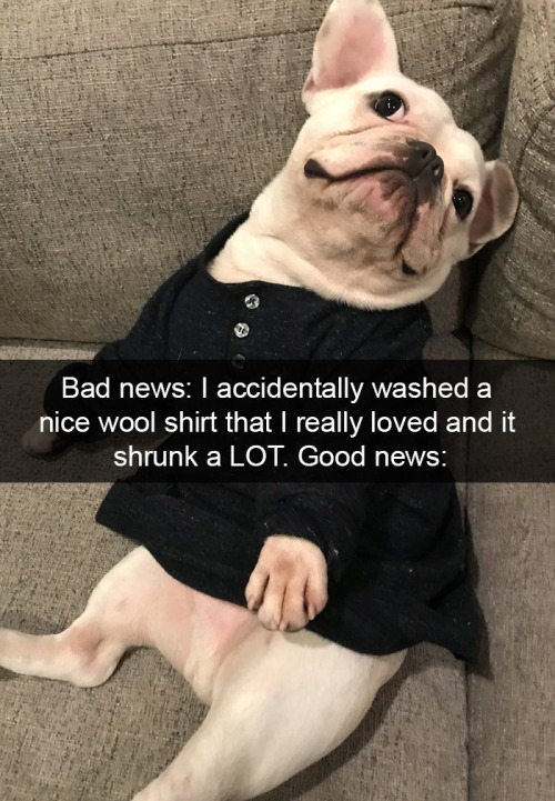 animalsnaps:  Dog snaps