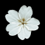 piscesprimrose