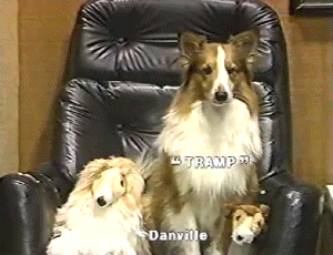Dog Commercials Explore Tumblr Posts And Blogs Tumgir