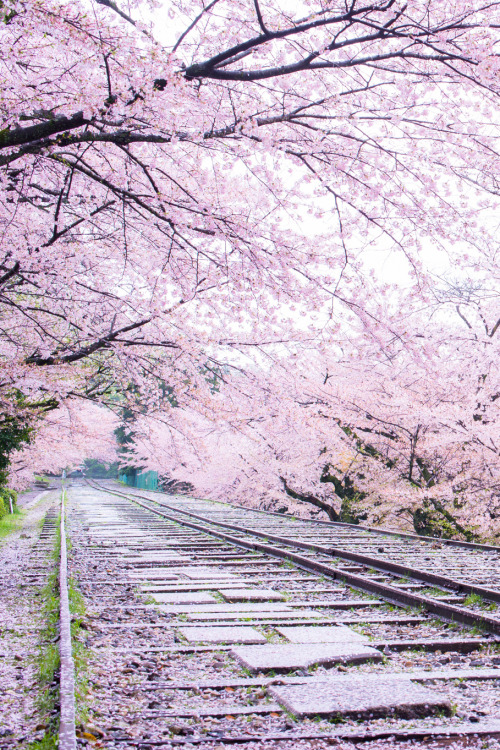 banshy:  Sakura Line // Comyu Matsuoka  