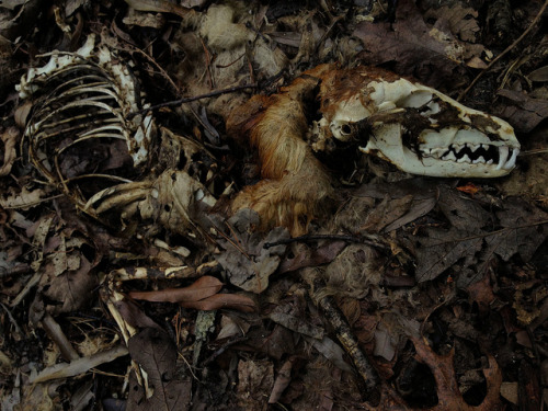howtoskinatiger: Decomposed Red Fox by FritzFlohrReynolds on Flickr.