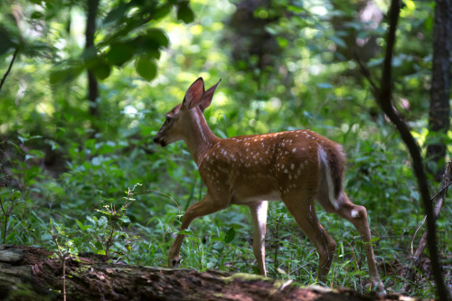 zacharycava: White-tailed Deer (Odocoileus virginianus) fawn. Montgomery County, PA. ©Zachary A