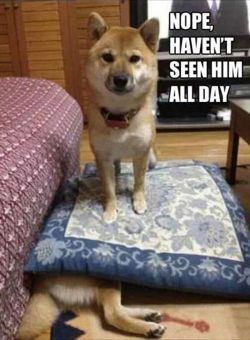 xdoggylovex:funny animal pictures with captions