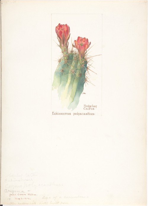 Margaret Neilson Armstrong, Hedgehog Cactus, Echinocereus polyacanthus, 1912 (source).