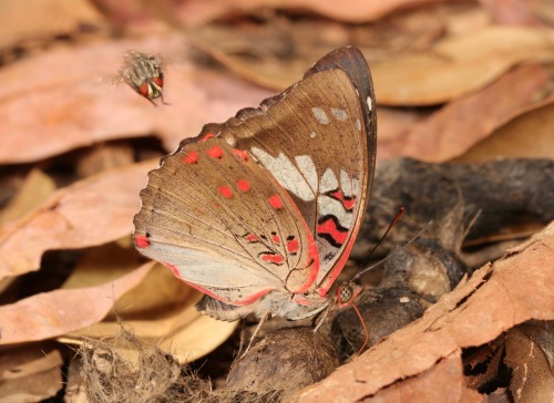 sinobug:  BUTTERFLIES from Yunnan, China  Click on and scroll through images for individual IDs…  by Sinobug (itchydogimages) on Flickr. Pu’er, Yunnan, China  See more Chinese butterflies on my Flickr site HERE…