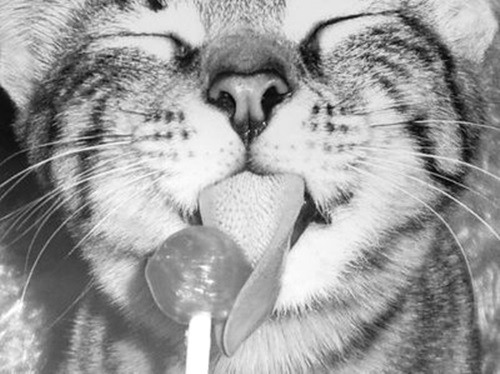 kittenforest:  awww 
