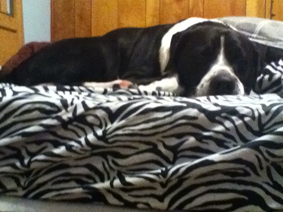 My doggy sleeping! He is such a cutie.