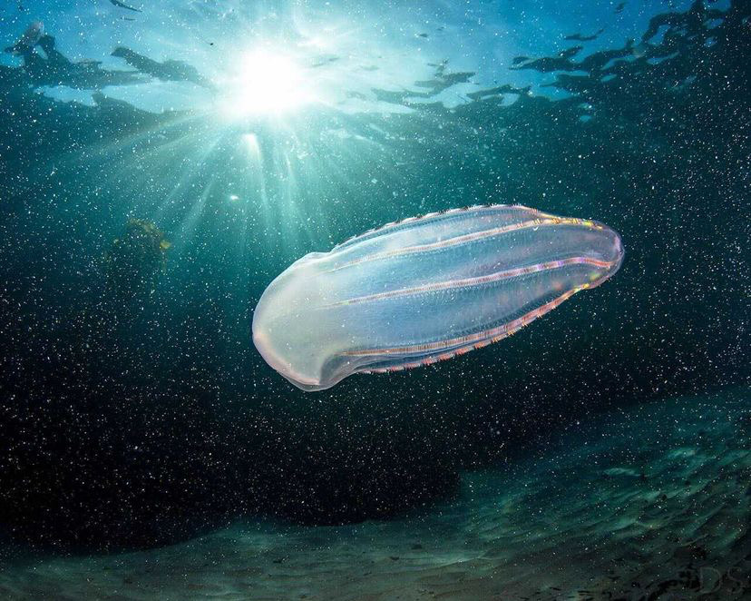 Monterey Bay Aquarium — Comb over and check this out: The rainbows