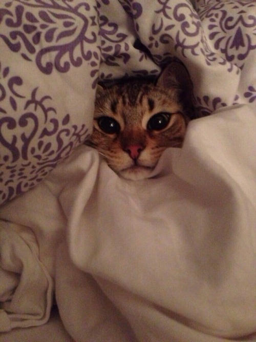 coolcatgroup:These are some of my favorite pictures of cats that are tucked in. Enjoy!!