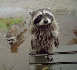 awwww-cute:  Bedraggled raccoon