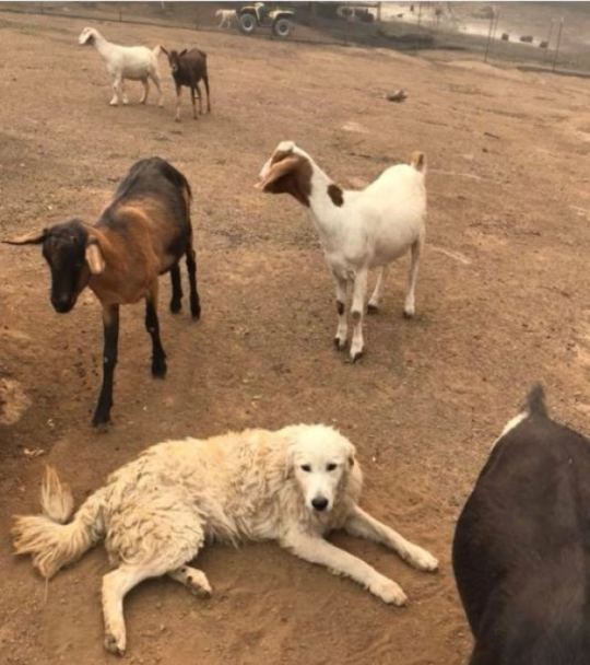 A dog called Odin survives California wildfires after refusing to abandon his goats