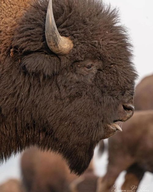 photo by @evan_theis_photo Yellowstone offered a plethora of photography opportunities for wildlife,