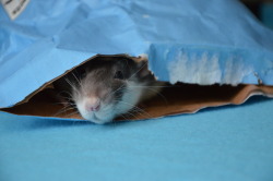 karasratworld:  Nora couldn’t decide between snoozing in the new bag or coming out to play so she just kept coming out halfway and then scooting back in. Life is very hard.