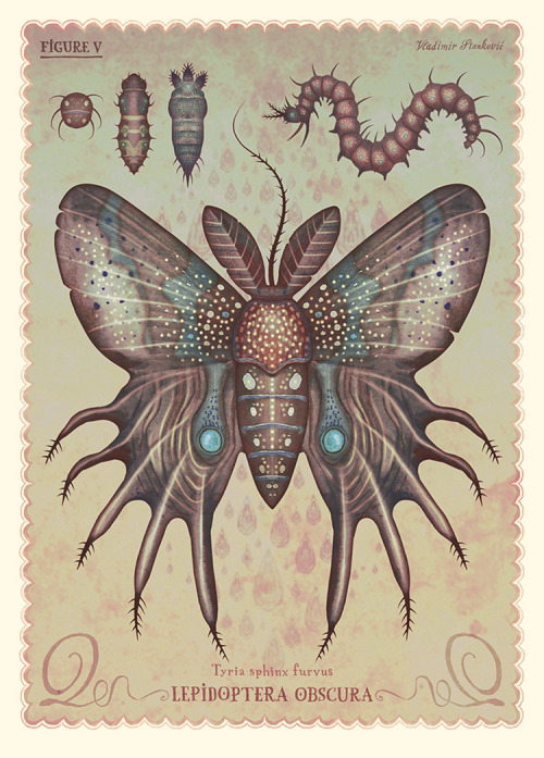 Lepidoptera obscura / illustration series created with watercolors, colored pencils then digitally p