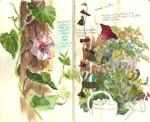 Some Pages From My Gardening Sketchbook.