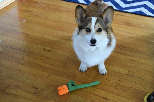 acorgiaday:  Happy Mother’s Day! I got you a flower.