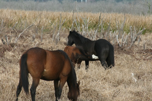 Cracker horses with nursing foal, Payne’s Prairie, La Chua Trail - Gainesville, Florida.