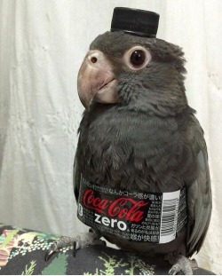 animal-factbook: i’m loving the new coke
