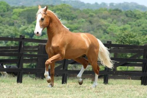 Xerez De QuintanaNero X DestinadaLusitano, Stallion15.3hhBorn 2002