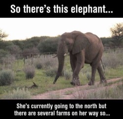 shopivoryella:  Elephants are so perfect. ☺️🐘💕🙌🏼 