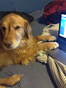 trueloser:  taught my dog how to blog