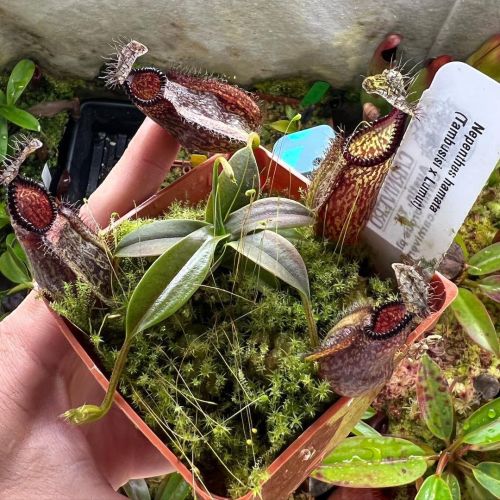 Super excited for this greenhouse bred Nepenthes hamata Tambusisi x Lumut from @carnivero (at Colora