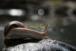 magicalnaturetour:Praying Mantis Rides Snail