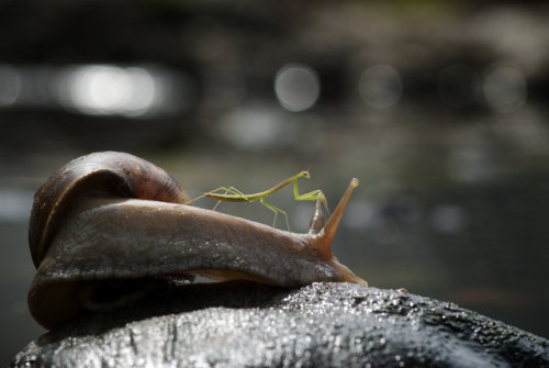 Porn welele:  Una mantis cabalgando un caracol, photos