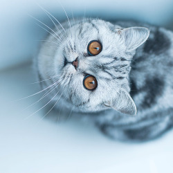 earthsfinest:  Cat by Marina Sivakova 