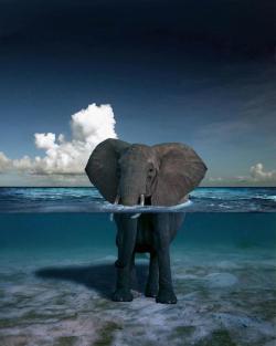 unmotivating:  An Elephant Standing in The Ocean off The Coast of Africa