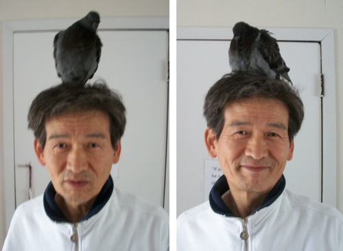 eunnieboo:  so a few days ago i sat down for dinner and my mom handed me the camera with a strange look on her face. all she said was “you need to see this” and i was like ?? okaybut thenthat is my dad with a pigeon on his head. SO OF COURSE MY REACTION