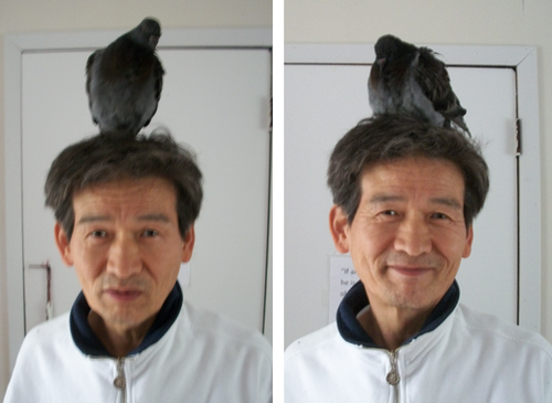 eunnieboo:  so a few days ago i sat down for dinner and my mom handed me the camera with a strange look on her face. all she said was “you need to see this” and i was like ?? okay but then  that is my dad with a pigeon on his head. SO OF COURSE MY