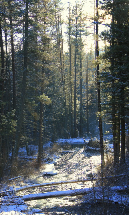 hinry: Rattlesnake Creek, Missoula, Montana