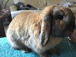 mt-bunlympus:  Dawn is displeased with how messy the house is as we start moving 😒 