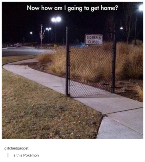 i-have-no-gender-only-rage:  tumblr and pokemon