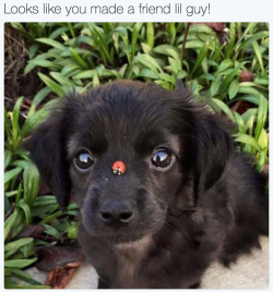 babyanimalgifs:  more animal posts?