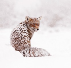 beautiful-wildlife:  Red Fox in a White World by Roeselien Raimond