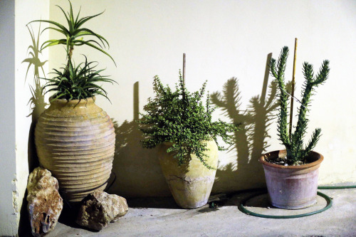 hawaiiancoconut:  Cacti and shadows on our walk back to the boat to go to sleep. More pictures tomorrow of day 3 on my favorite island, Spetses.  