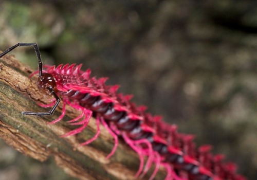 explosionsoflife:The shocking pink dragon millipede (Desmoxytes purpurosea) was initially described 