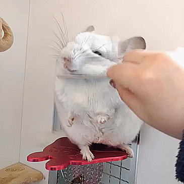 donutstims:brushy brushy