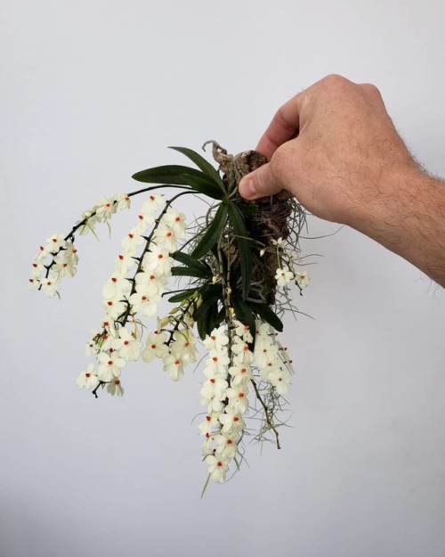 Fall is in the air Aerangis luteo-alba v. rhodosticta  °°° As the seasons change, it&