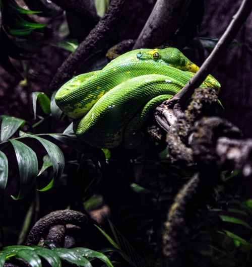 Green Tree Python - Los Angeles Zoo and Botanical Gardens