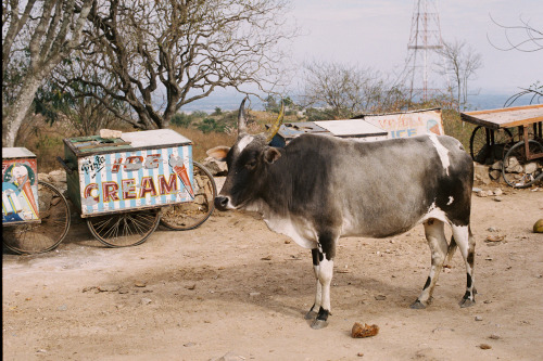 India 2013: Cow and ice cream carts outside the temple.50mm, Nikon F4S, Kodak Portra 400.