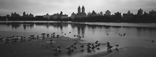 Central Park, 2019XpanKodak Tri-X 400 Pushed +2Red Filter