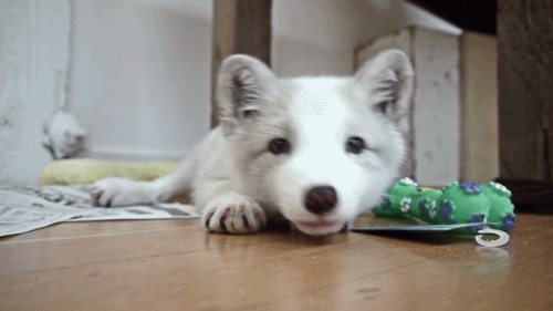 quotes-and-gifs:  feeling sad? look at this baby animal blog!